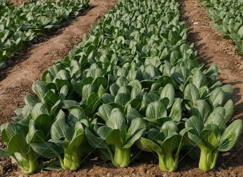 1557820898886516.jpg 5f80249188e5bbd99ab902b4618cc5a.jpg