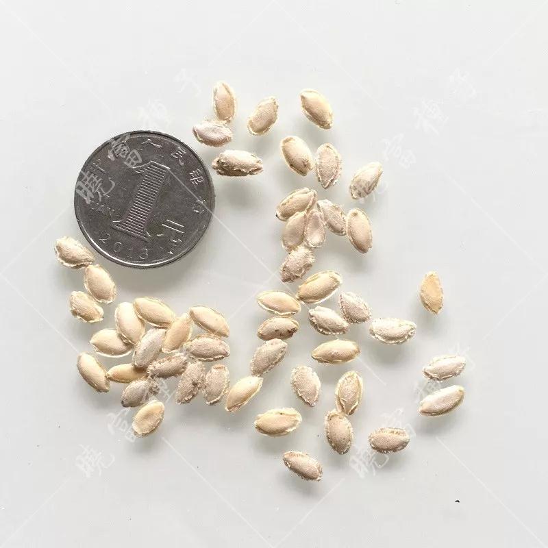 1585992686237514.jpg 02.jpg