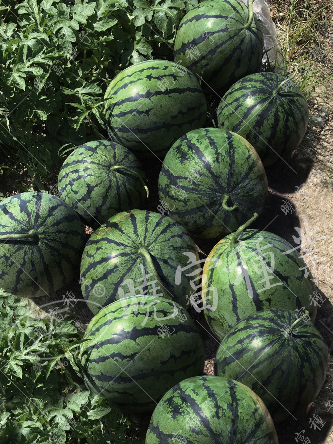 1585993753428330.jpg 06.jpg