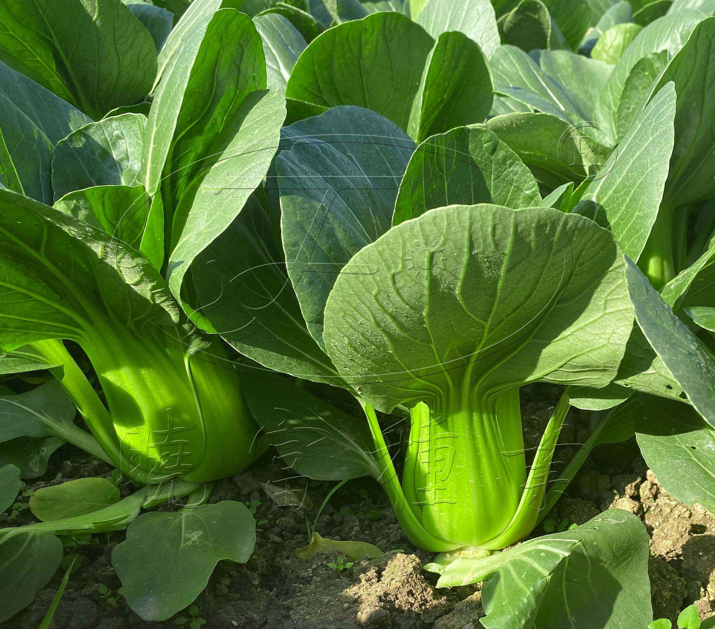 1602147948275898.jpg 02.jpg