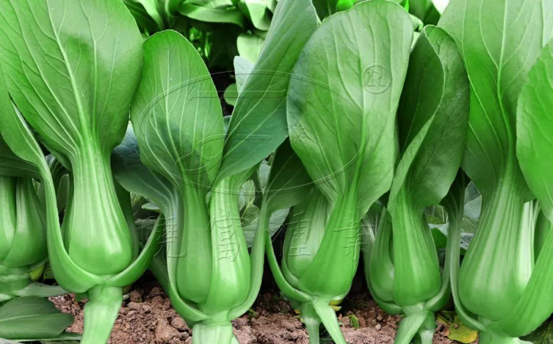 1608457205933661.jpg 395a0344522cb51de9c0058b849d6553.jpg